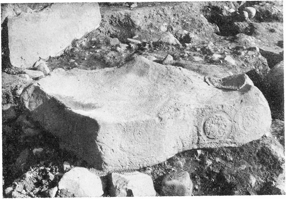 A photograph of the unusual basin stone found in Cairn Z at Newgrange in 1966.