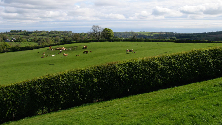 The
          cursus at Newgrage photographed from the east side of the mound.