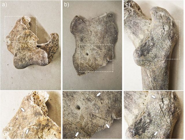 Cut marks on some of the human remains which were discovered at Carrowkeel Cut marks, marked in white (above) and magnified (below), observed on a left humerus (upper arm) from Cairn K (a), the ilium of a left coxae (part of pelvis) from Cairn K (b), and a right femur (upper leg) from Cairn K (c). Photo by Jonny Geber