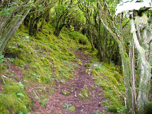 Hazel trees at Carrowkeel.