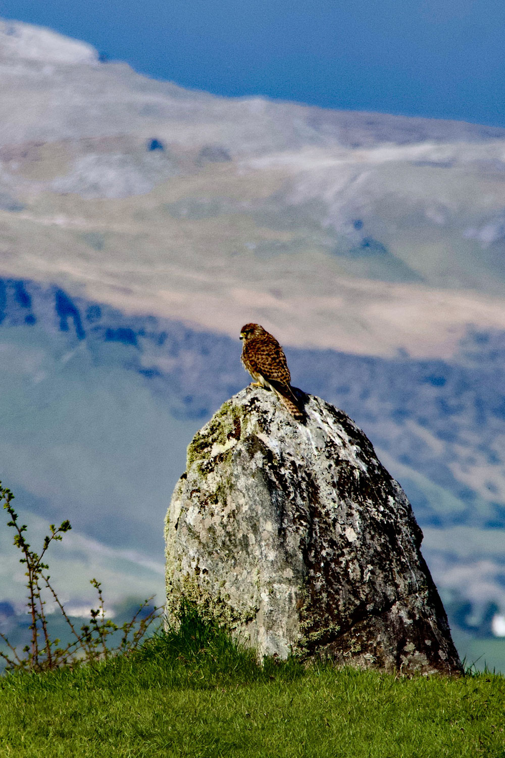 A young female kestral perched on the last remaining kerbstone at Dolmen 4, the Cromleach of the Phantom Stones.