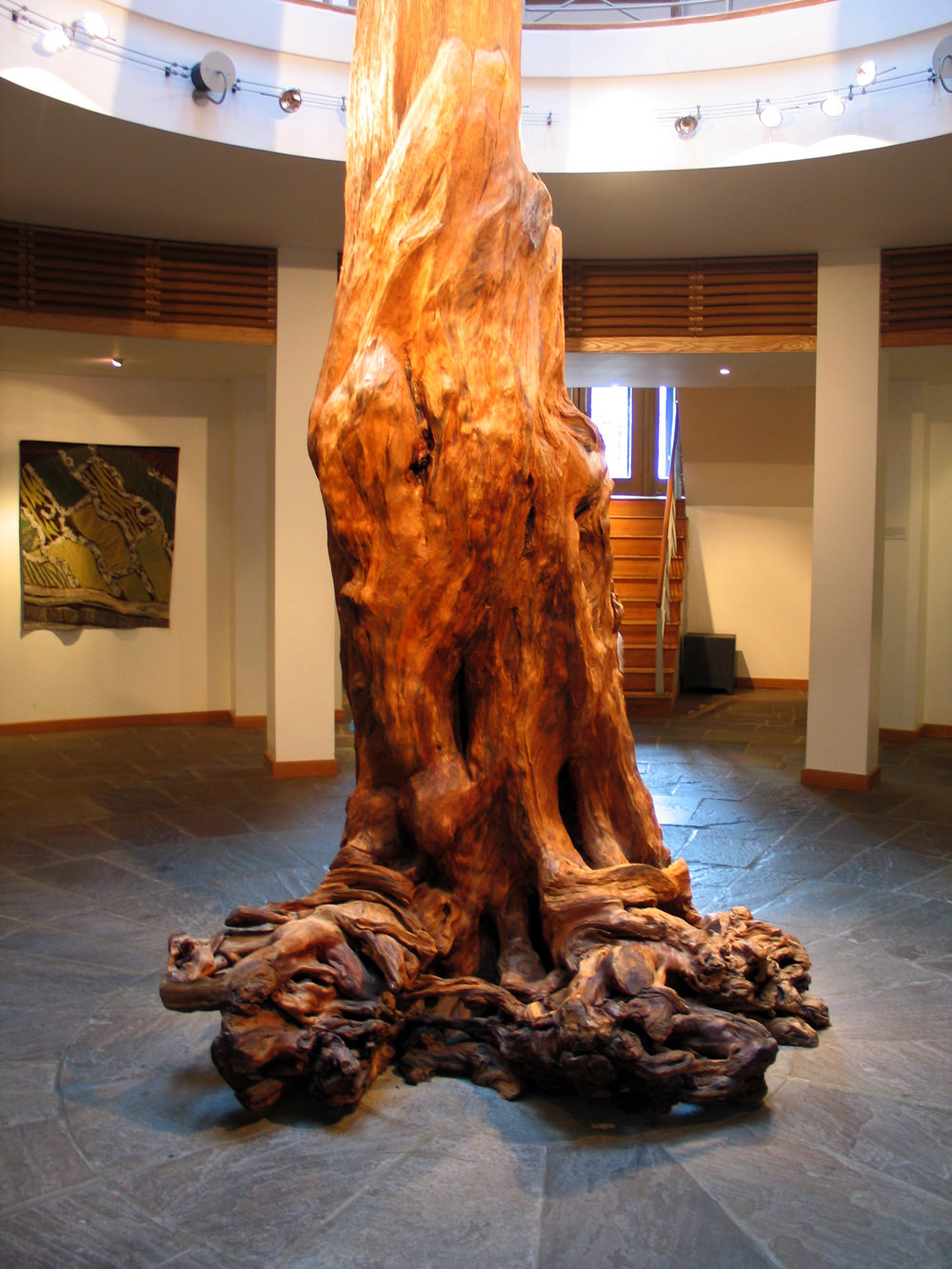 A fine example of bog pine at the Ceide Fields Visitor Centre.