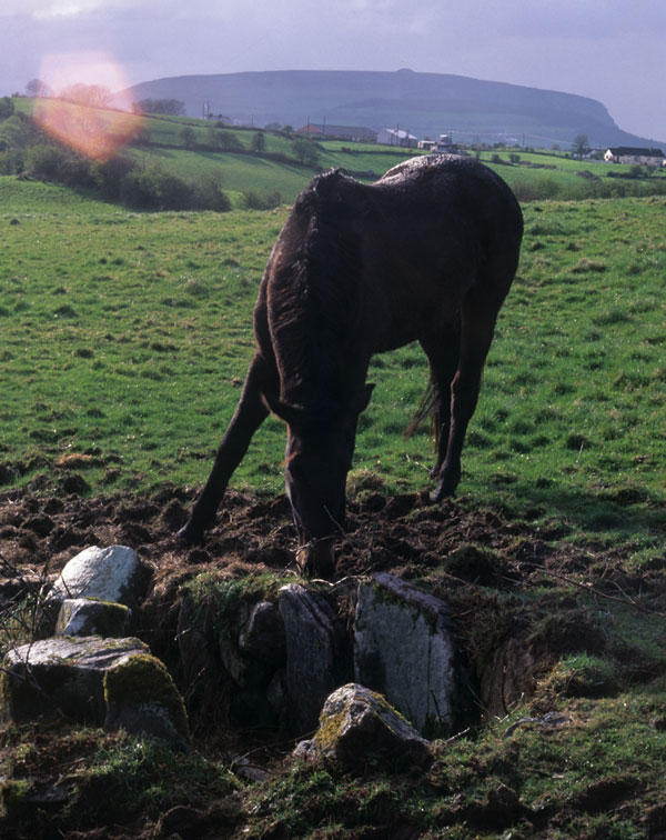 A horse at Cloverhill.