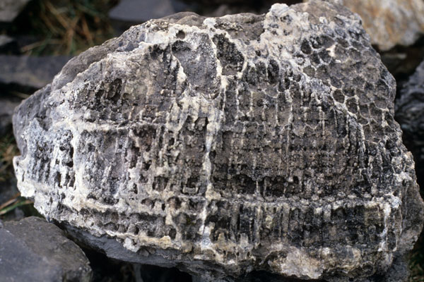 A fossil at Queen Maeve's cairn.