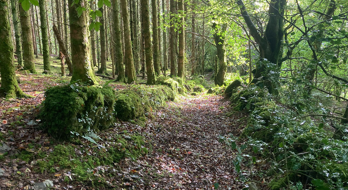 An ancient road in Cartron Glen beside Parke's Castle.