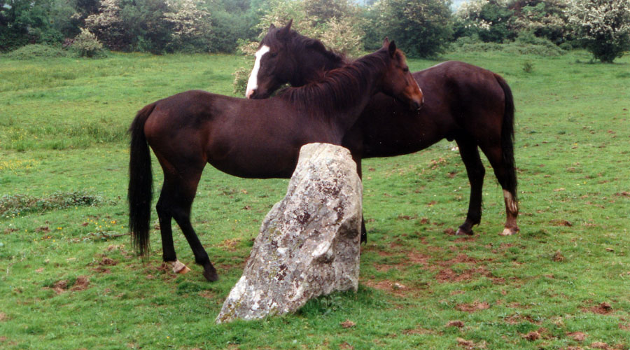 Timoney
standing stone with horses.