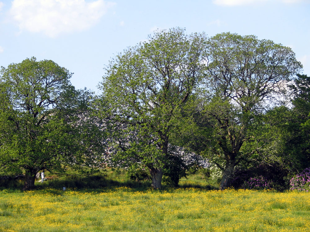 Heapstown Cairn surrounded by trees in midsummer.