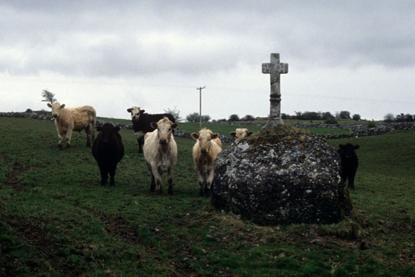Moytura cattle gathered around the Stuckera Stone in Kilmactranny.