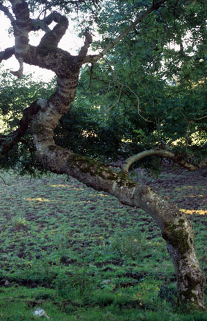 A twisted tree at Lisnalurg.
